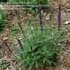 Thumbnail #4 of Salvia nemorosa by chicochi3