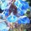 Thumbnail #4 of Salvia uliginosa by Joy