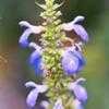 Thumbnail #1 of Salvia uliginosa by Gerris2