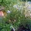 Thumbnail #3 of Salvia uliginosa by herbin