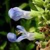 Thumbnail #5 of Salvia uliginosa by htop