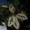 Thumbnail #2 of Salvia officinalis by Badseed