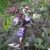 Thumbnail #1 of Salvia officinalis by philomel