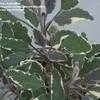 Thumbnail #4 of Salvia officinalis by Kim_M