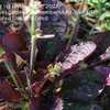 Thumbnail #4 of Salvia lyrata by LilyLover_UT