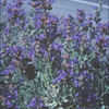 Thumbnail #3 of Salvia dorrii  by kennedyh