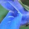 Thumbnail #4 of Salvia patens by ineedacupoftea