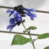 Thumbnail #3 of Salvia guaranitica by wind