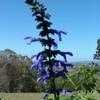 Thumbnail #2 of Salvia guaranitica by garygardener