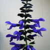 Thumbnail #4 of Salvia guaranitica by Calif_Sue