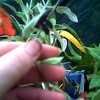 Thumbnail #4 of Salvia discolor by Baa