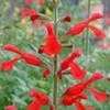 Thumbnail #4 of Salvia darcyi by RonniePitman
