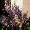 Thumbnail #4 of Salvia sclarea var. turkestanica alba by Happenstance