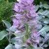 Thumbnail #3 of Salvia sclarea var. turkestanica alba by Happenstance