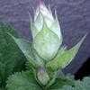 Thumbnail #1 of Salvia sclarea var. turkestanica alba by Happenstance