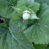 Thumbnail #2 of Salvia sclarea var. turkestanica alba by Happenstance