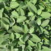Thumbnail #5 of Salvia officinalis by spidra