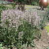 Thumbnail #5 of Salvia  by jankasony