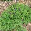 Thumbnail #2 of Salvia nemorosa by sweezel