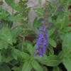 Thumbnail #5 of Salvia nemorosa by ampy