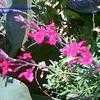 Thumbnail #2 of Salvia greggii by mystic