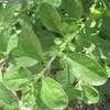Thumbnail #5 of Salvia greggii by Xenomorf