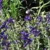 Thumbnail #1 of Salvia viridis by poppysue