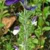 Thumbnail #3 of Salvia viridis by Lilith
