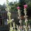 Thumbnail #4 of Salvia viridis by davidwsmith