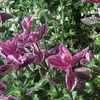 Thumbnail #2 of Salvia viridis by poppysue