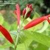 Thumbnail #3 of Salvia elegans by RonniePitman