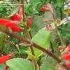 Thumbnail #5 of Salvia miniata by Marilynbeth
