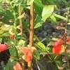 Thumbnail #3 of Salvia miniata by Marilynbeth