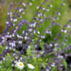 Thumbnail #3 of Salvia  by AnniesAnnuals