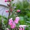 Thumbnail #2 of Salvia coccinea by Happenstance