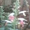 Thumbnail #4 of Salvia coccinea by Dinu