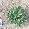 Thumbnail #4 of Salvia x sylvestris by AnneCS