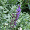 Thumbnail #2 of Salvia x sylvestris by AnneCS