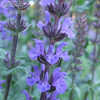 Thumbnail #5 of Salvia x sylvestris by AnneCS