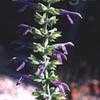 Thumbnail #3 of Salvia mexicana by golddog