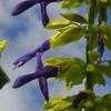 Thumbnail #2 of Salvia mexicana by SalviaGuy