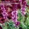 Thumbnail #2 of Salvia x sylvestris by LilyLover_UT