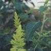 Thumbnail #4 of Salvia mexicana by golddog