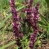Thumbnail #1 of Salvia x sylvestris by Dellie1