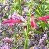 Thumbnail #5 of Salvia pentstemonoides  by Marilynbeth
