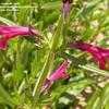 Thumbnail #3 of Salvia pentstemonoides  by frostweed