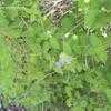 Thumbnail #3 of Salvia ballotiflora by BROforest