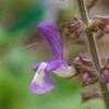 Thumbnail #3 of Salvia forsskaolii by EricInSF