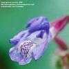 Thumbnail #5 of Salvia forsskaolii by Gerris2