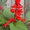 Thumbnail #1 of Salvia splendens by htop